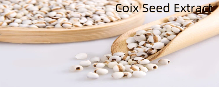 Coix Seed Extract.png